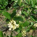 Ligustrum obtusifolium fleur P3 P23